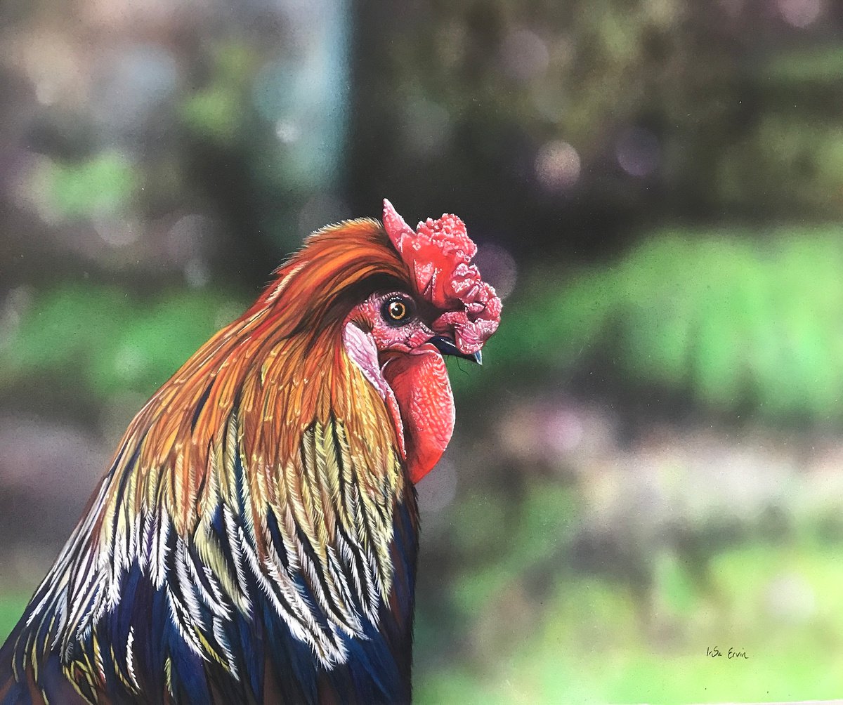 Photorealistic Animal Painting By Irsa Ervin, 24 X 20, Rooster Life, Original Artwork