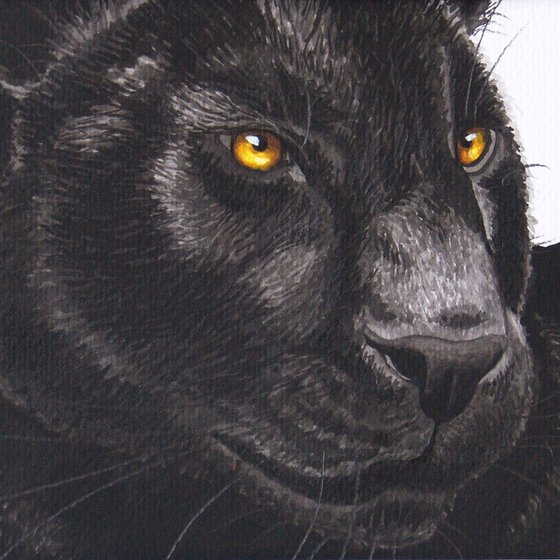Black panther