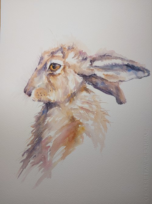 Bashful hare by Sue  Green