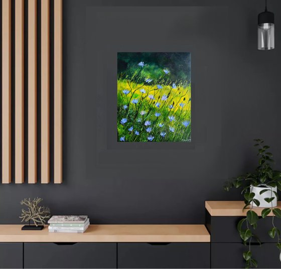 Wild chicory flowers