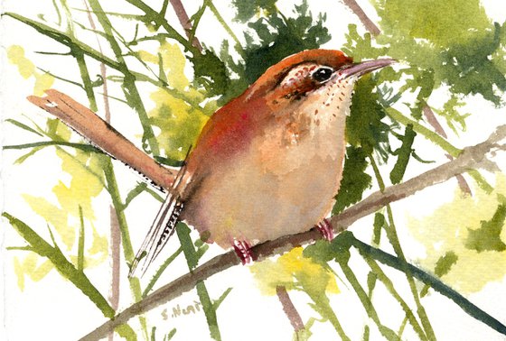 Carolina Wren