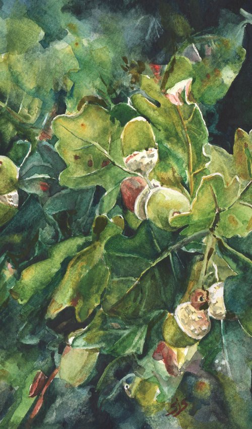 Acorn Season by Sarah Stowe