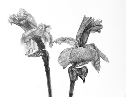 Daffodils 30x40 cm (2022) BOTANICAL DRAWING, MONOCHROME ART by Alisa Diakova