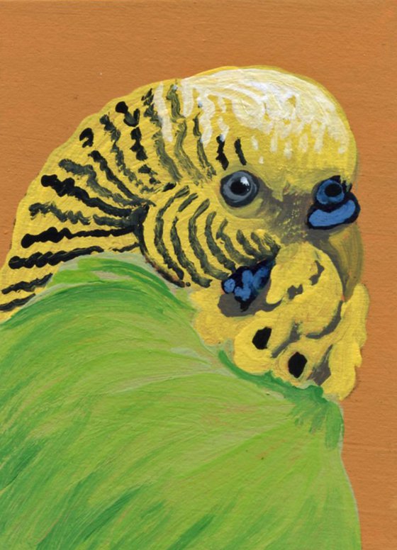 ACEO ATC Original Miniature Painting Green Budgie Parakeet Parrot Pet Bird Art-Carla Smale