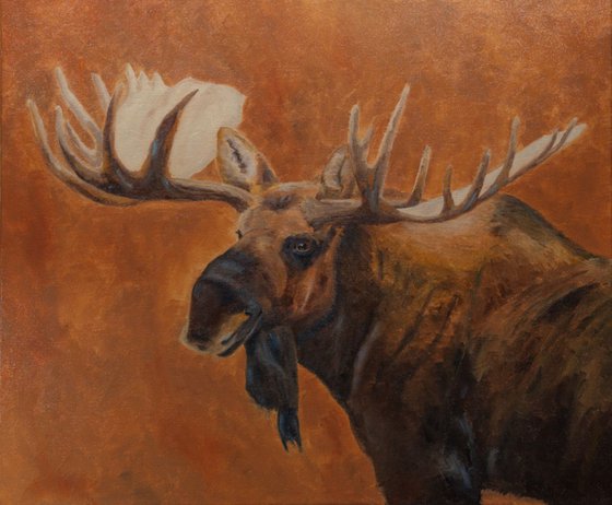 Denali Bull Moose