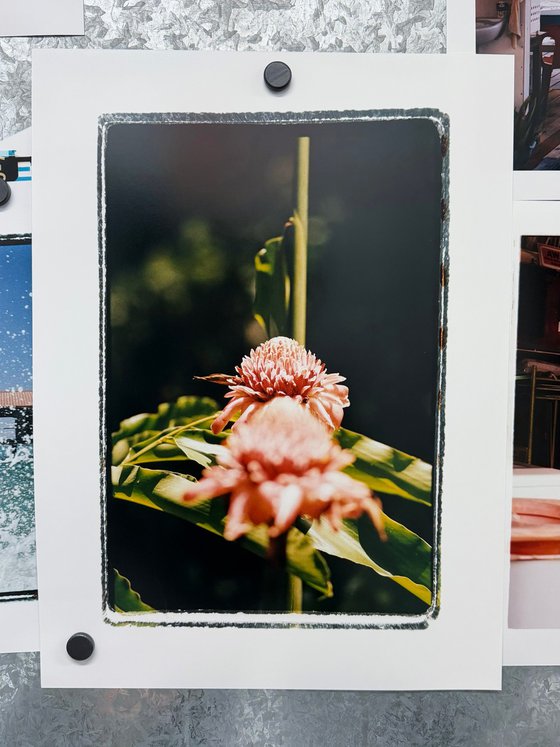 Wild Ginger, Limited Edition C-type print