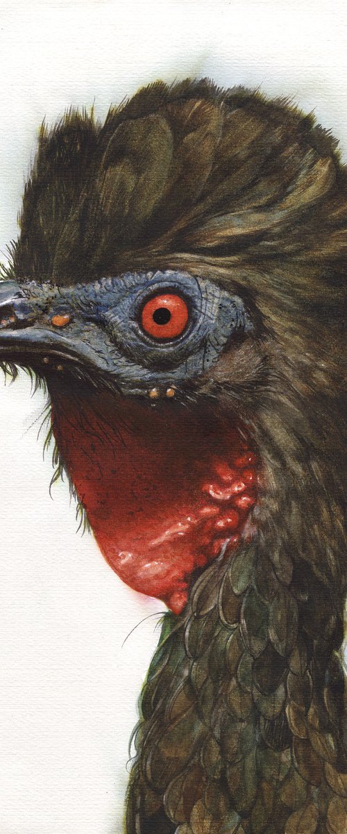BIRD CCXXVII - Crested guan by REME Jr.