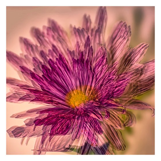 Abstract Flowers #1. Limited Edition 1/25 12x12 inch Photographic Print.