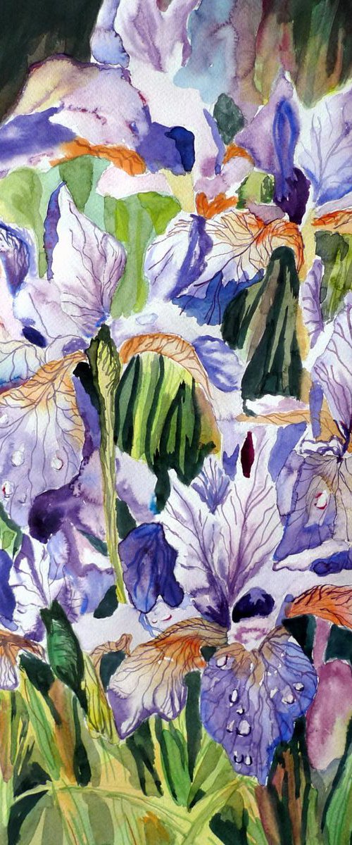 Irises by Aneta Gajos