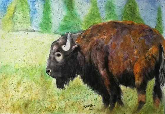 Bison Watercolour. Free Shipping