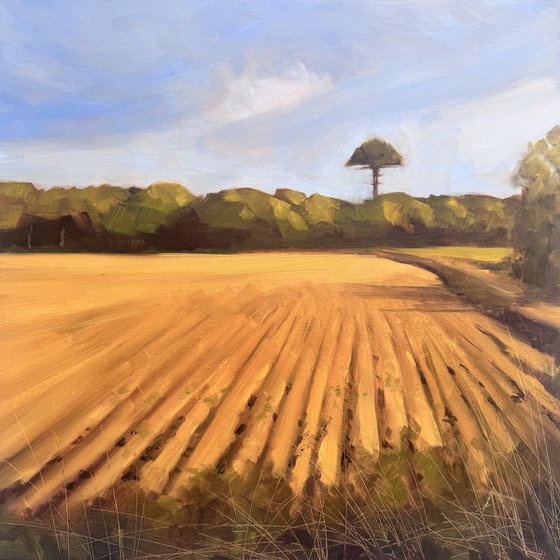 Ploughed Field with Umbrella Pine