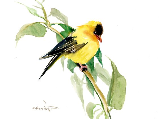 American Goldfinch