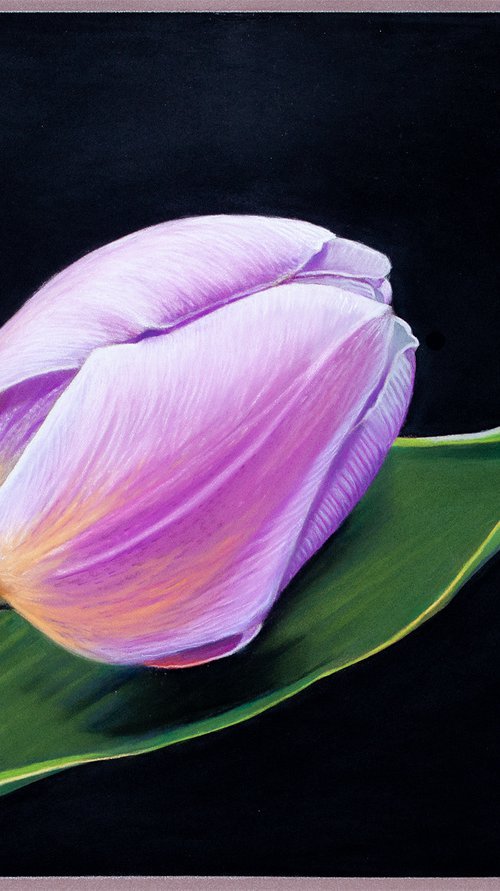 Tulip by Dietrich Moravec