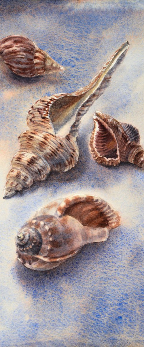 Seashells by Lida Duchnewitsch