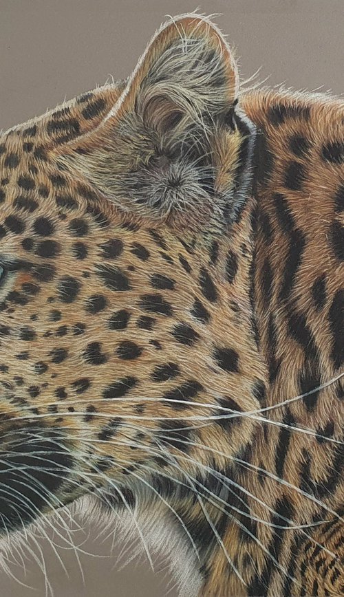 Serenity - Leopard portrait by Silvia Frei