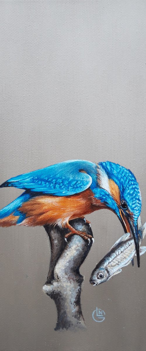 Kingfisher,bird,realistic picture,original artwork by Natalia Langenberg