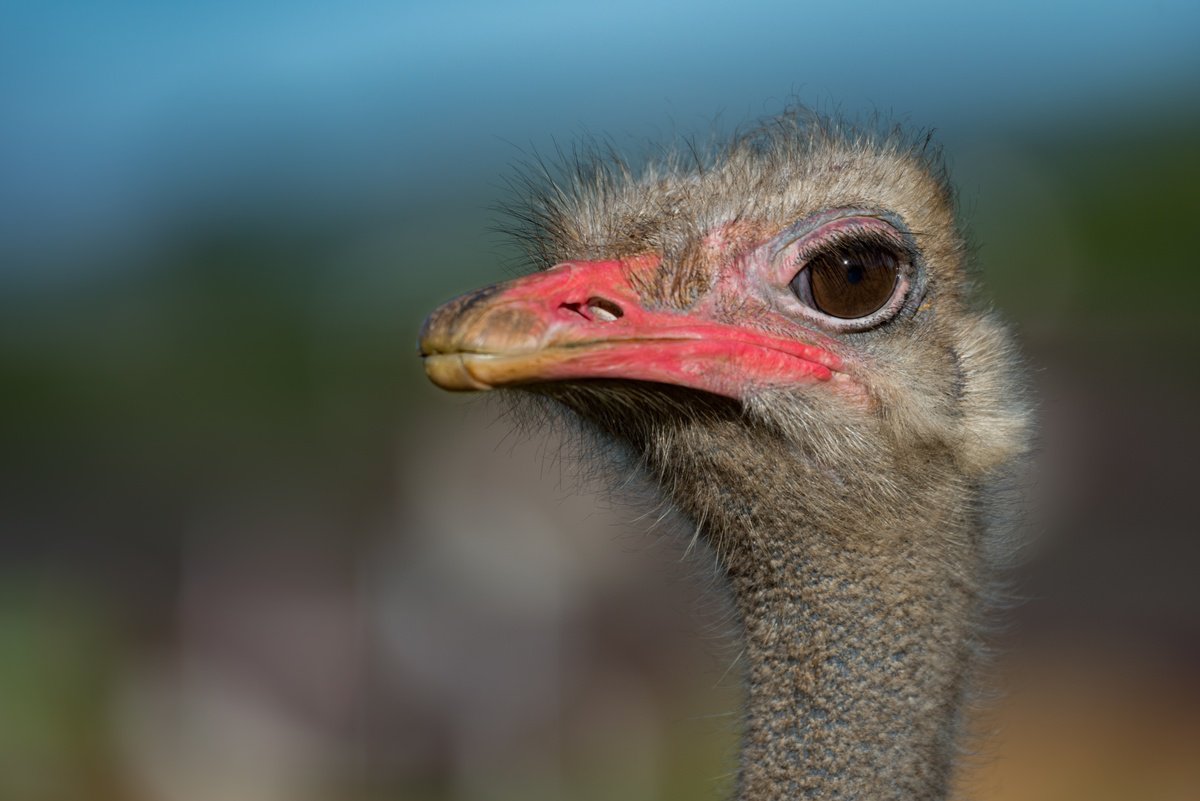 Photorealistic Animal Photograph By Nick Dale, 53 X 38", Pretty In Pink, Original Artwork