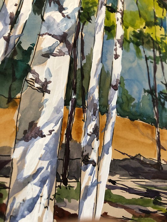 Birches. Shadows