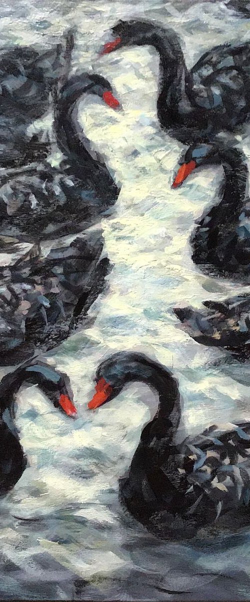 Black Swans by Surin Jung