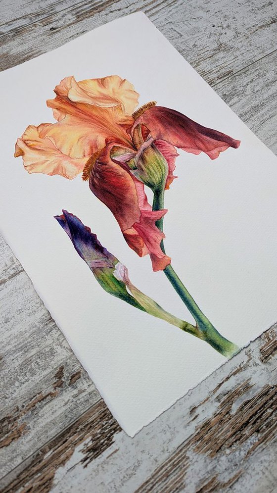 The Conversation of Buds