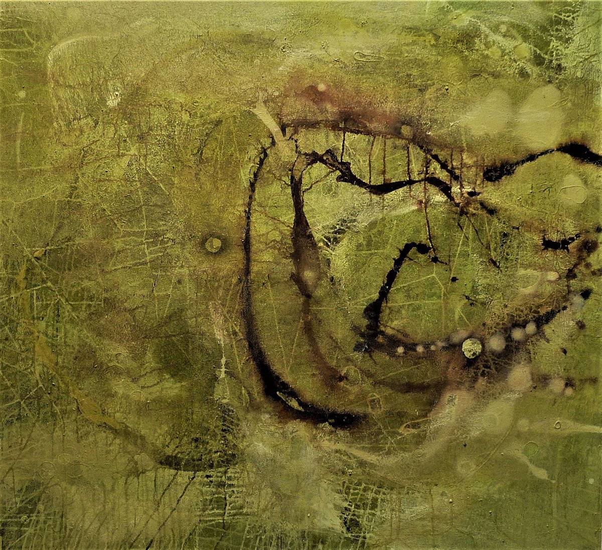 Plankton by Dieter Laue
