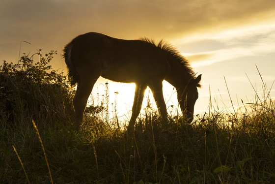 SUNSET FOAL