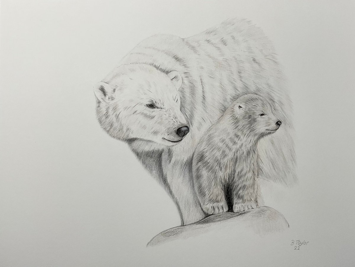 Polar bears by Bethany Taylor