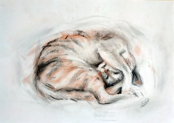Curled Cat