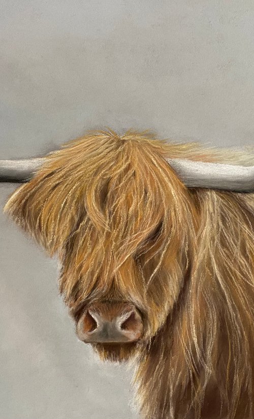 Highland cow by Maxine Taylor