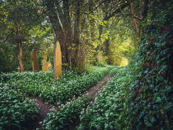Churchyard Wild Garlic Path