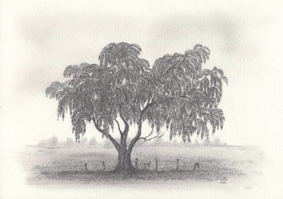 Photorealistic Pencil Drawing , Weeping Bottlebrush Tree By Shweta Mahajan, 12 X 8, Artwork For Sale On Artfinder
