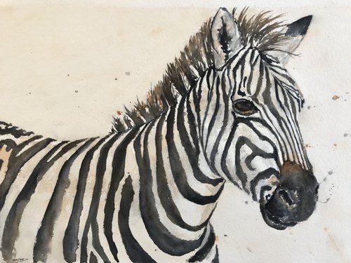 Zebra by Sabrina’s Art