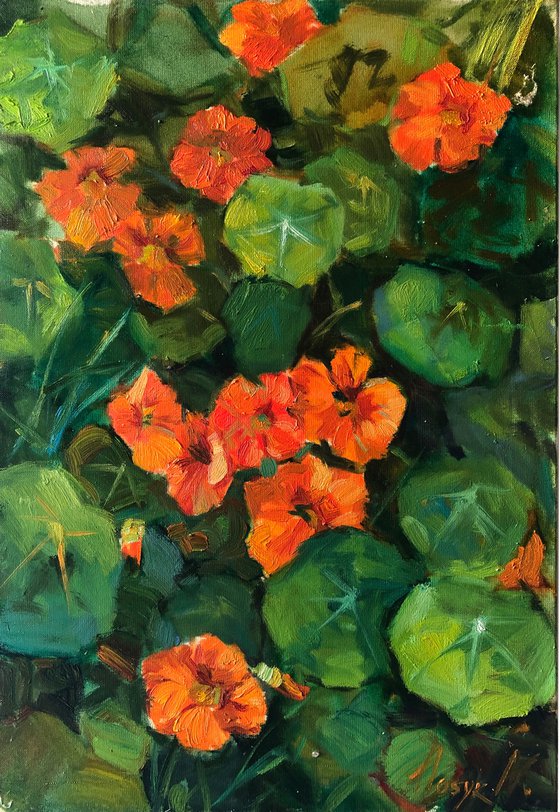 nasturtium