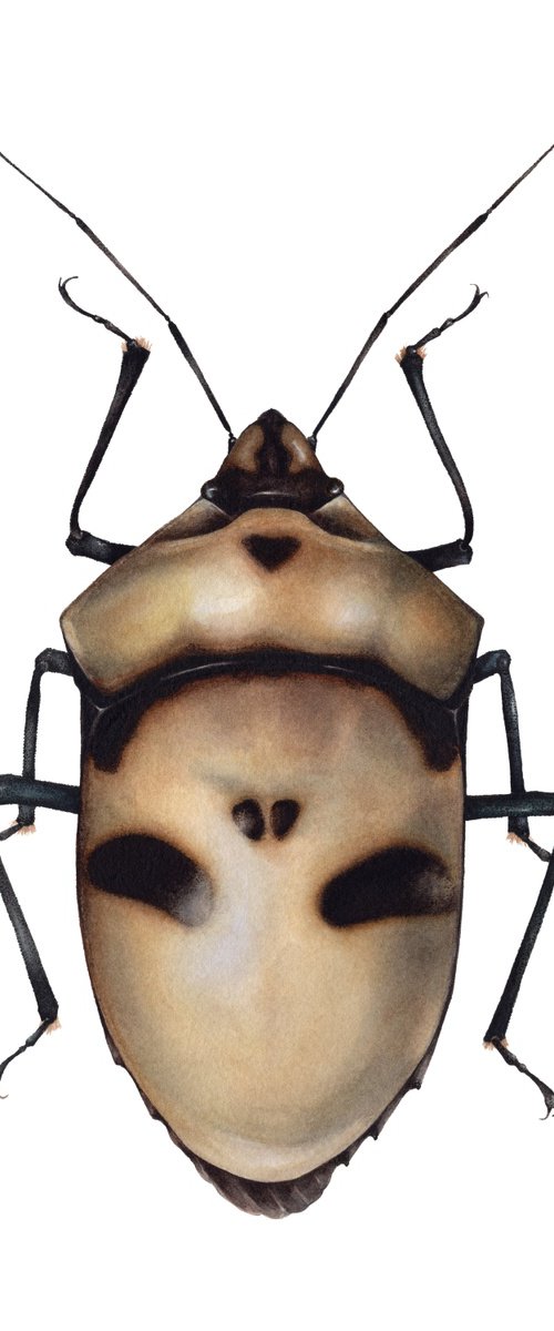 Eucorysses grandis, the Death Head Bug by Katya Shiova