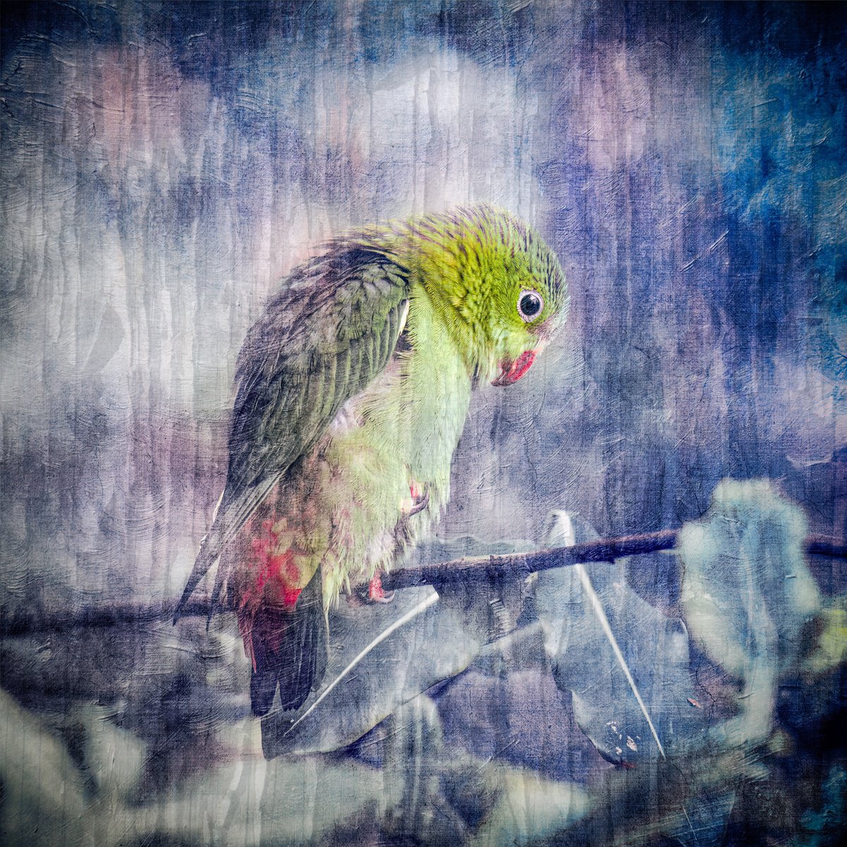 Animal Photograph By Paul Nash, 24 X 24", Textured Parrot, Original Artwork