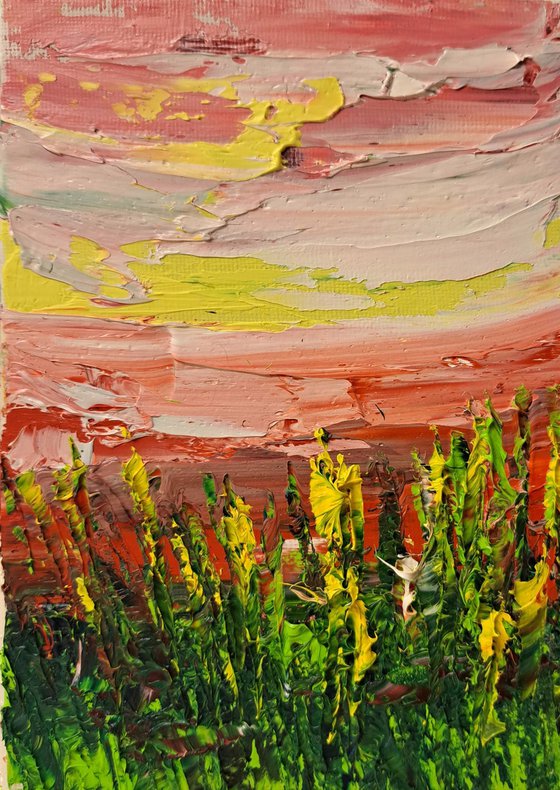 Sunset on the meadow