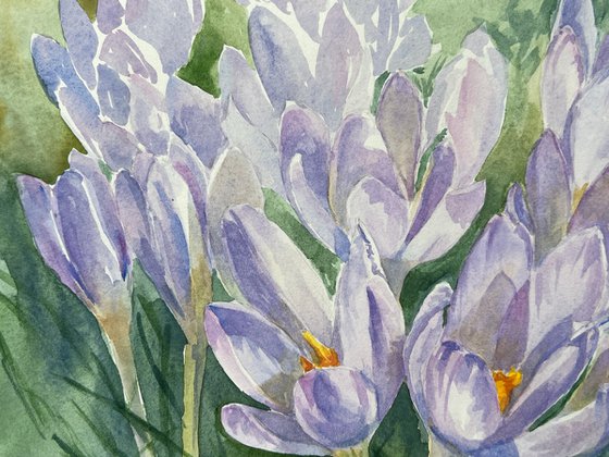 Delicate crocuses