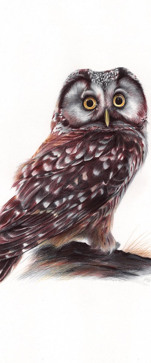 Boreal Owl by Daria Maier