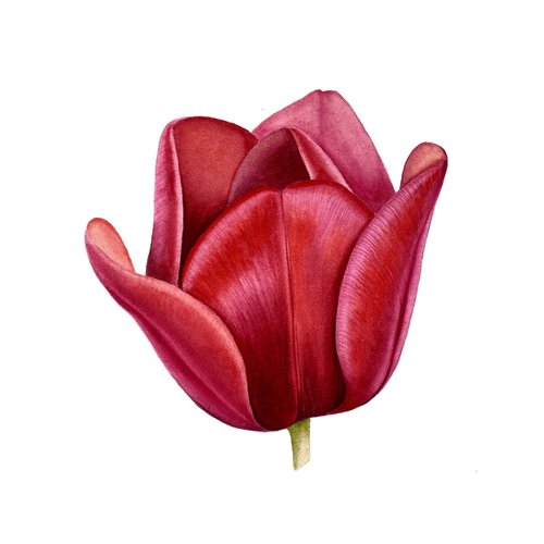 Watercolor red tulip by Tina Shyfruk