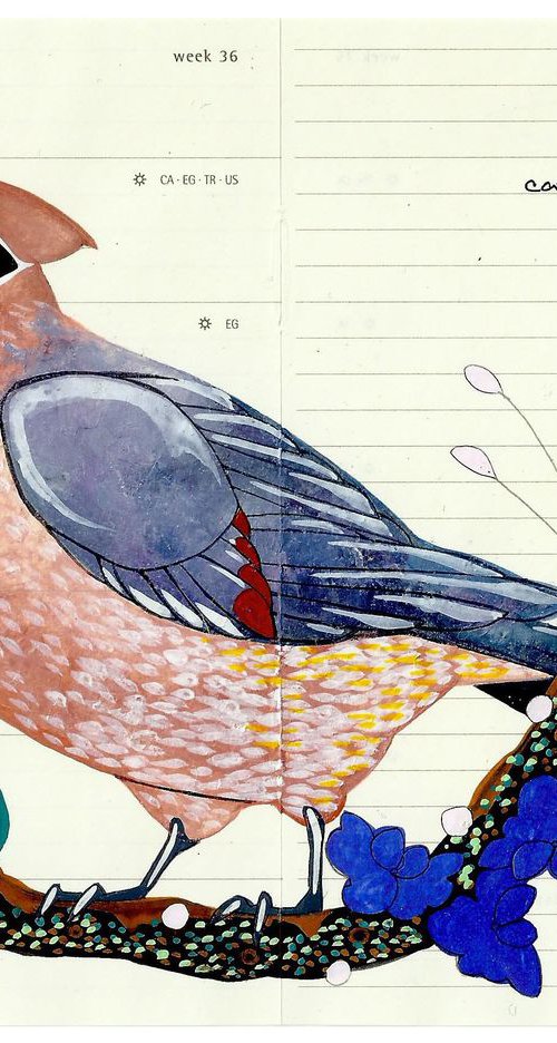 Cedar Waxwing by Fran Giffard