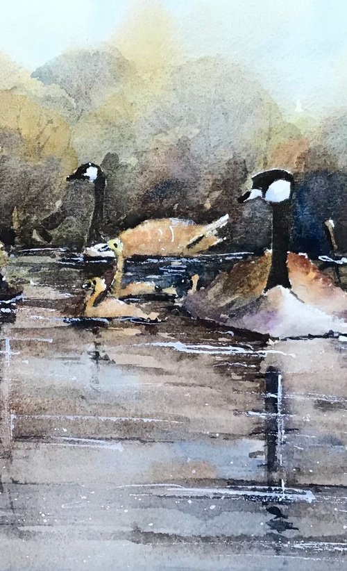 Canada Geese by Vicki Washbourne