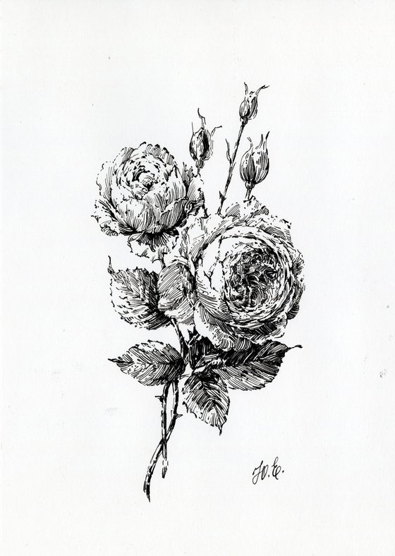 Ink David Austin Roses