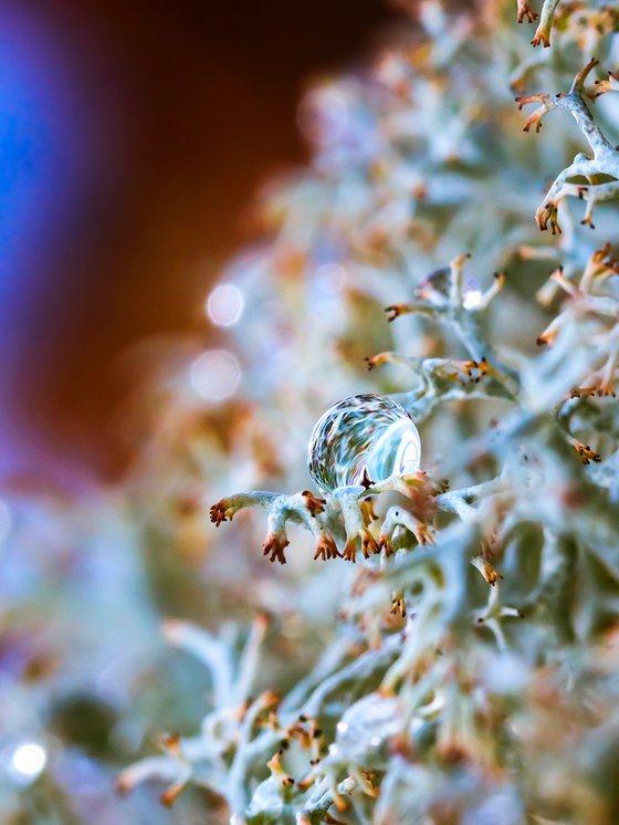 Space ship. Tripp into the inner Cosmos - Macro photography of the drop on the lichens. Limited edition giclée print.
