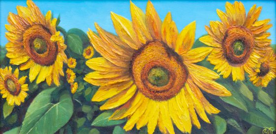 Summer. Sunflowers