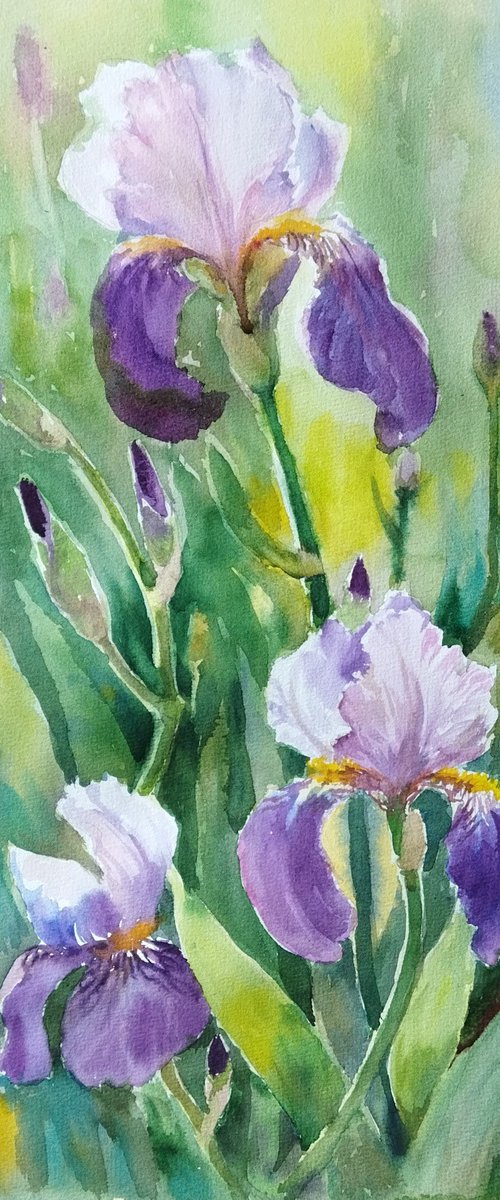 Grace of iris by Ann Krasikova