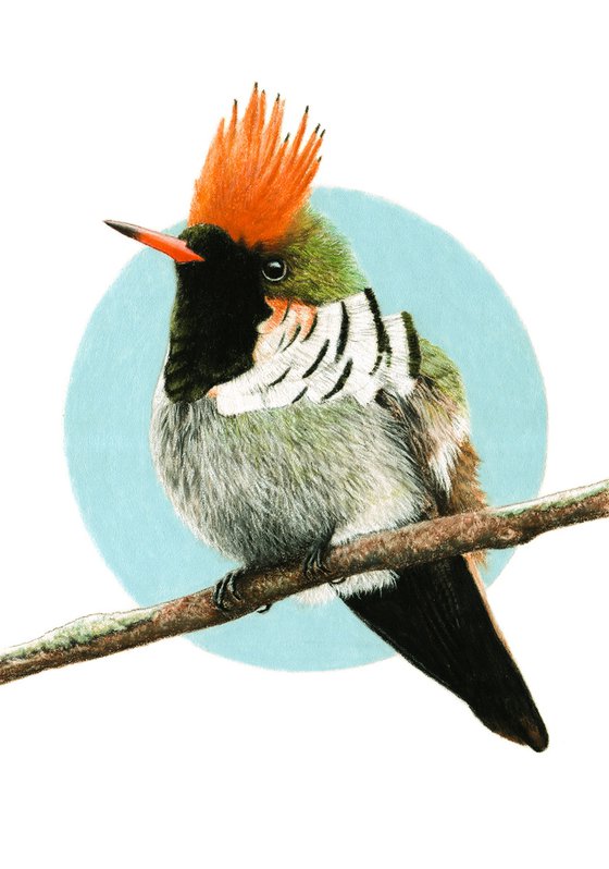 Original pastel drawing bird "Frilled coquette"