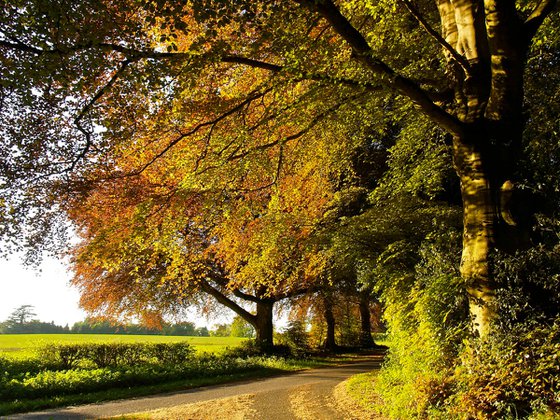 Country Lane in Rural Hampshire