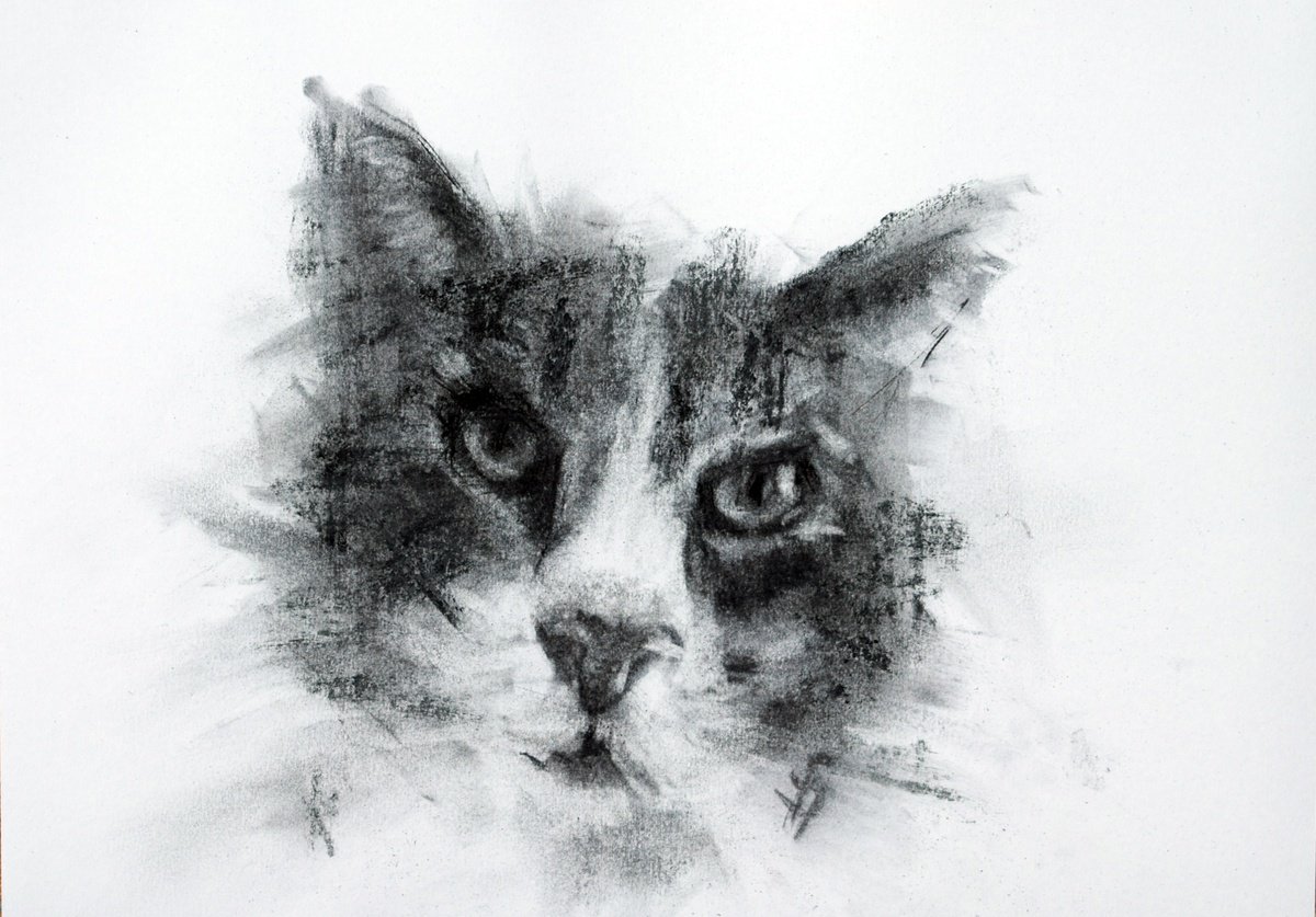 Expressive Animal Charcoal Drawing By Sbboursot, 12 X 8", Yes?, Original Artwork