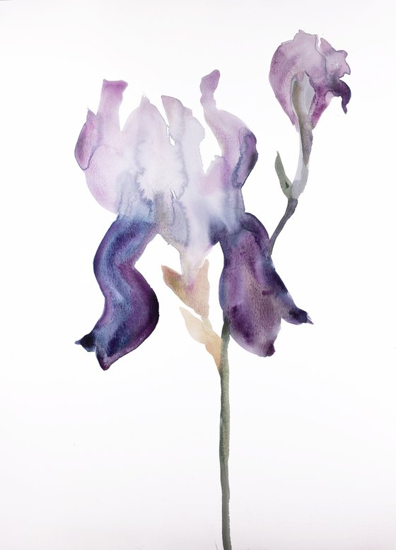 Iris No. 175