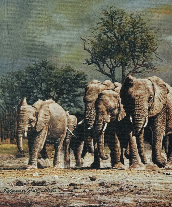 Whild Elephants 1